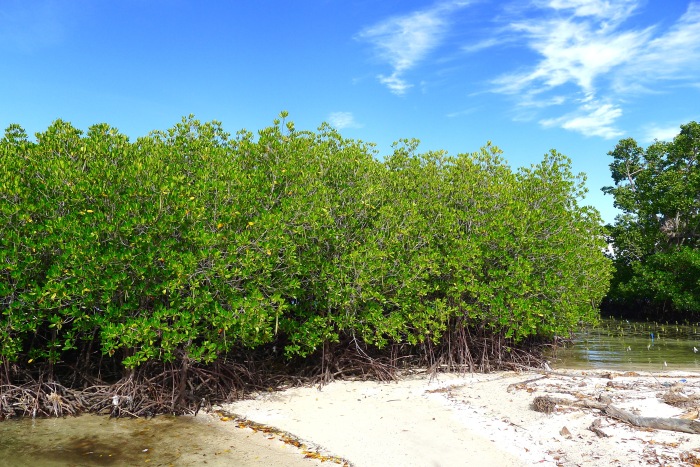These are mangroves from seedlings. See the newly planted seedlings (right corner). Photo: Fr. Jboy Gonzales SJ